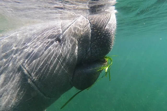 Crystal River Manatee Swim with Heated Boat - Image 1