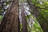 Big Sur McWay Falls Private Tour 4-5 Hours thumbnail 6