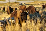 Salt Lake City Wildlife Experience thumbnail 1