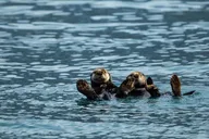Seward Fjord Glacier & Wildlife Tour 8 hr thumbnail 2