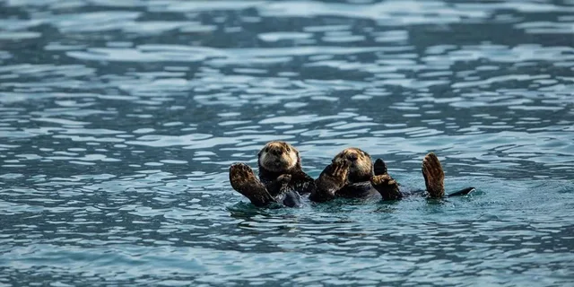 Seward Fjord Glacier & Wildlife Tour 8 hr - Image 2