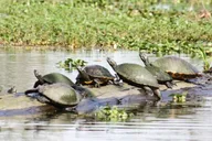 New Orleans Airboat Swamp Tour thumbnail 6