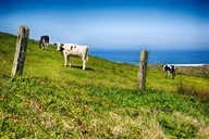 Point Reyes Agricultural Self-Guided Driving Tour thumbnail 5
