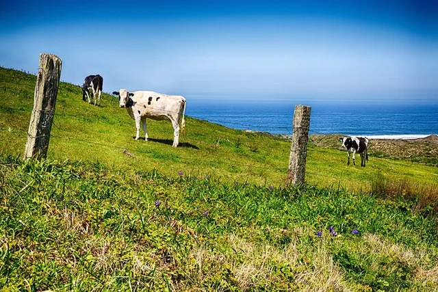 Point Reyes Agricultural Self-Guided Driving Tour - Image 5