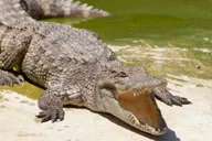 Miami Everglades, City & Water Experience 2 Days thumbnail 3