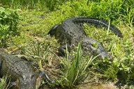 New Orleans Swamp Tour with Transportation thumbnail 6