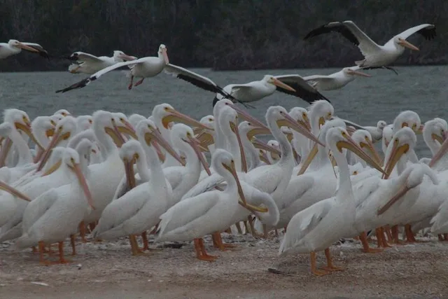 Everglades City Boating and Walking Expedition - Image 3