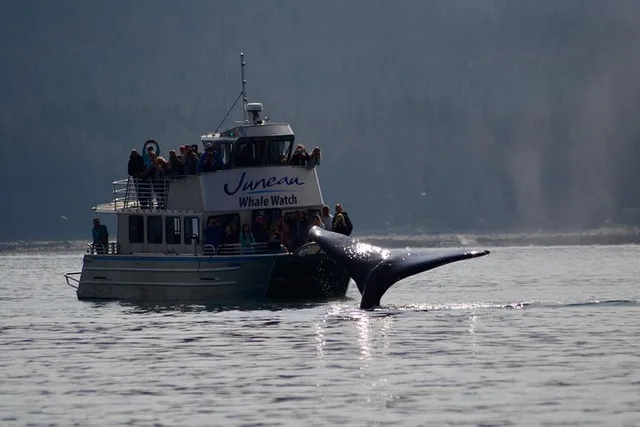 Juneau Whale Watching and Mendenhall Glacier Tour - Image 3