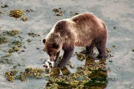 Alaska Whale Watching Drone Tour 3 hr thumbnail 3