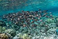 Kailua-Kona Private Marine Charter thumbnail 4