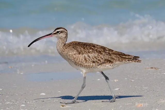 St. Petersburg Birding Tour at Fort De Soto Park - Image 6