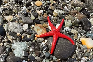 Port Townsend Shore Tour