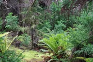 Maui Redwood Hiking Experience thumbnail 3