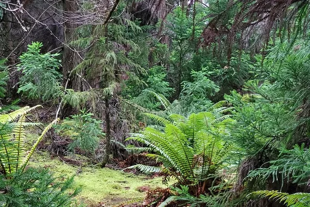 Maui Redwood Hiking Experience - Image 3