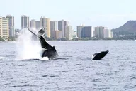 Waikiki Whale Watching Cruise at Sunset 2 hr thumbnail 3