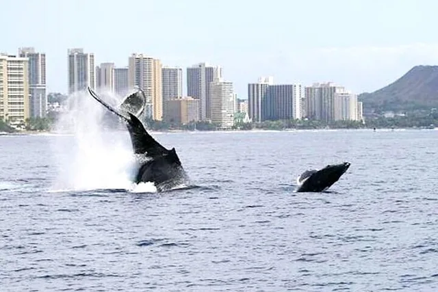 Waikiki Whale Watching Cruise at Sunset 2 hr - Image 3