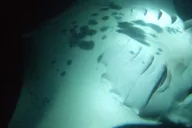 Kona Manta Ray Night Snorkel Small Group 2 hr thumbnail 6