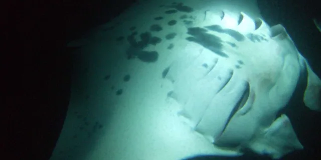 Kona Manta Ray Night Snorkel Small Group 2 hr - Image 6