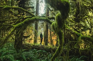 Olympic National Park Private Tour and Hike