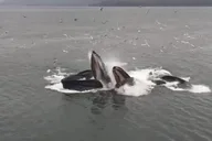 Hoonah Whale Watching Tour thumbnail 4