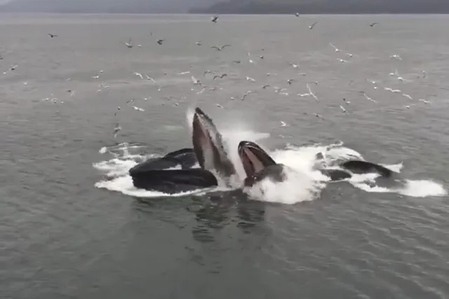 Hoonah Whale Watching Tour - Image 4