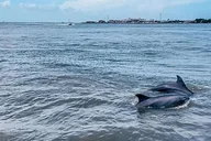 Galveston Historical and Dolphin Tour thumbnail 1