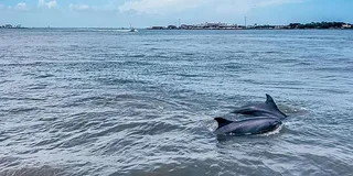 Galveston Historical and Dolphin Tour