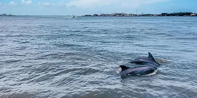 Galveston Historical and Dolphin Tour - Image 1