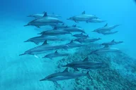 Oahu Swim with Dolphins Tour thumbnail 6