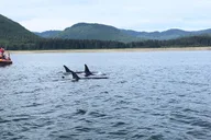 Icy Strait Point Whale Watching and Bear Search thumbnail 4