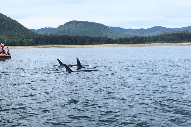 Icy Strait Point Whale Watching and Bear Search - Image 4