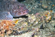 Ketchikan Snorkeling Adventure at Mountain Point thumbnail 4
