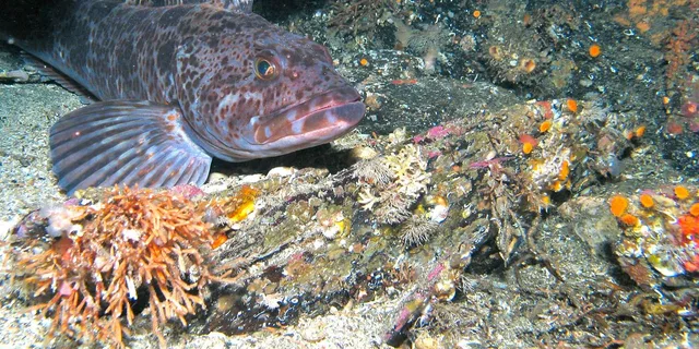 Ketchikan Snorkeling Adventure at Mountain Point - Image 4