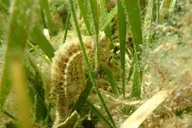 Mangrove Point Scalloping Tour 7 hr thumbnail 4