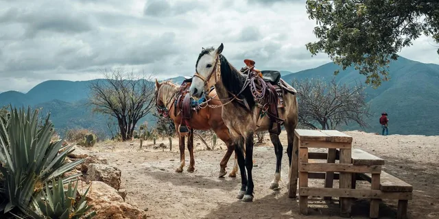 Phoenix Desert Horseback Ride with Lunch - Image 2