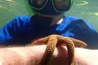 Crystal River Scallop Hunt with In-Water Guide thumbnail 5