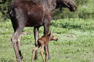 Jackson Sunset Wildlife Safari thumbnail 1