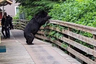 Ketchikan Private Tour thumbnail 2