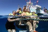 Oahu Dolphin Watch and Snorkeling Cruise at Sunset thumbnail 4
