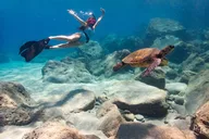 West Maui Snorkel Tour with Turtle Gardens thumbnail 1