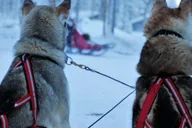 Jackson Hole Dogsledding Tour with Hot Chocolate thumbnail 2