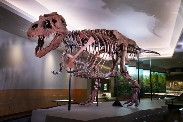 Chicago Field Museum Early Access Tour - Image 2