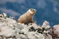 Yellowstone Avalanche Peak Naturalist Day Hike thumbnail 6