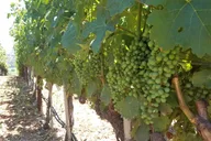 Napa Valley Winery Private Tour 8 hr thumbnail 6
