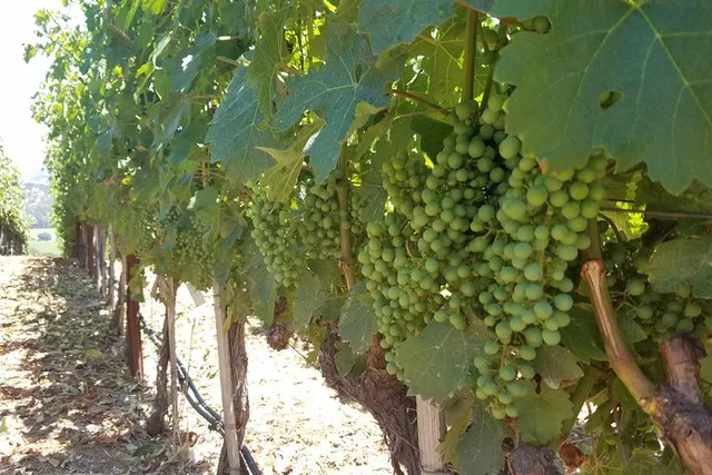 Napa Valley Winery Private Tour 8 hr - Image 6