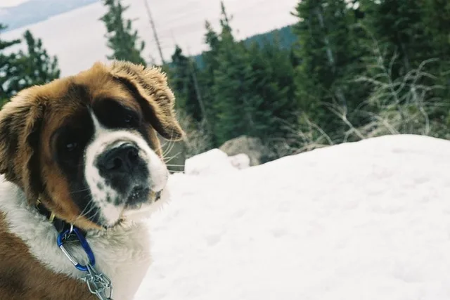 Reno UTV or Snowmobile & Snowshoe Winter Adventure - Image 3