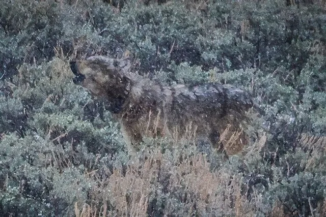 Yellowstone Wildlife Hiking Adventure with Lunch - Image 3