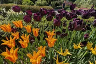 New York City Central Park Guided Hike thumbnail 5