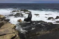 San Diego Private Tour from Pacific Beach thumbnail 2