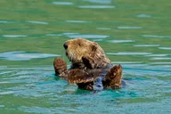 Anchorage Glacier Cruise and Coach Tour thumbnail 2